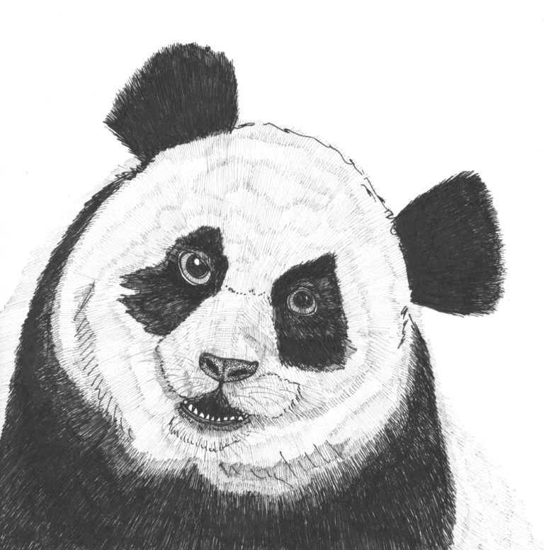 ink drawing of a panda bear