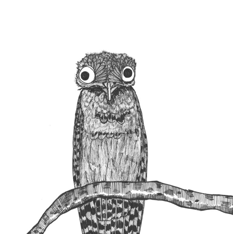 drawing of a potoo