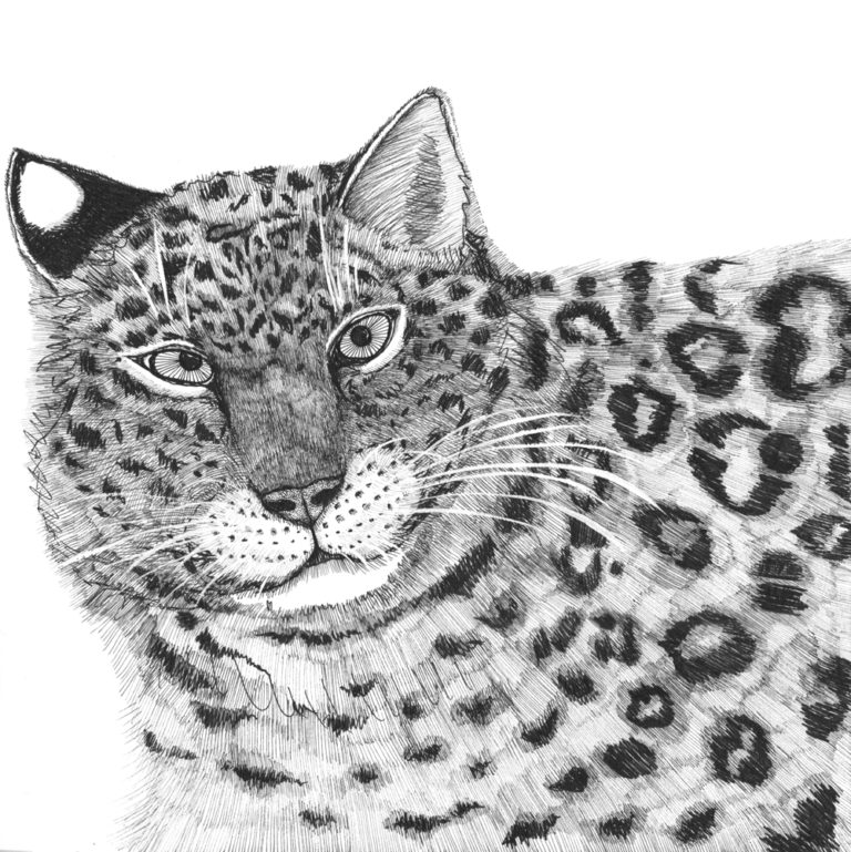 amur leopard drawn in black ink