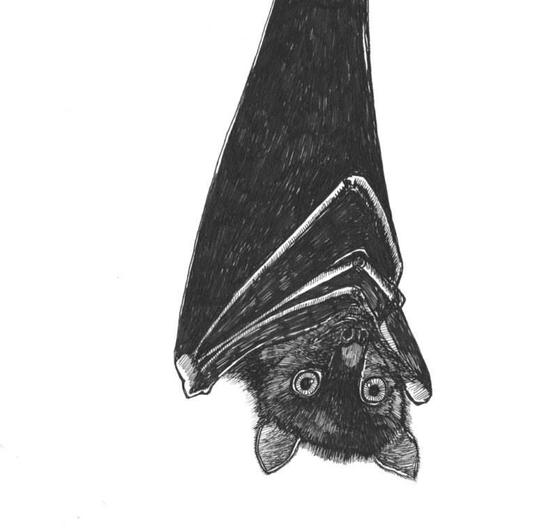 an ink drawing of an upside down bat