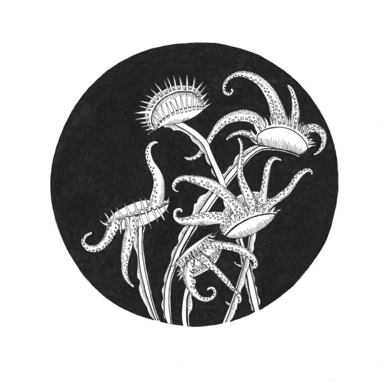venus flytrap with tentacles ink on paper